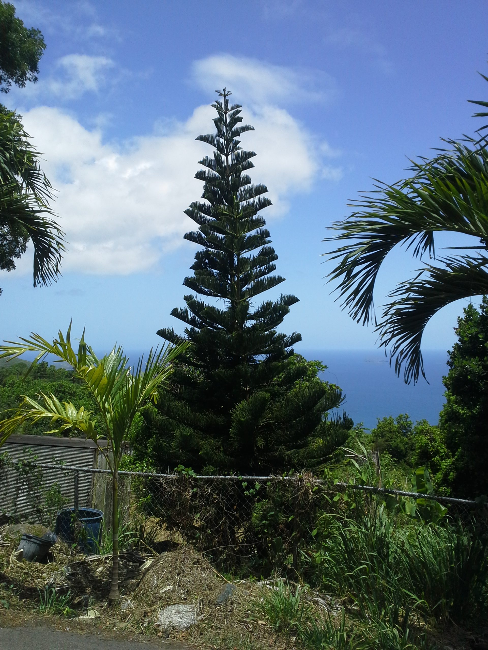St. Thomas Secures Federal Funding for Infrastructure Recovery After Tropical Storm Ernesto